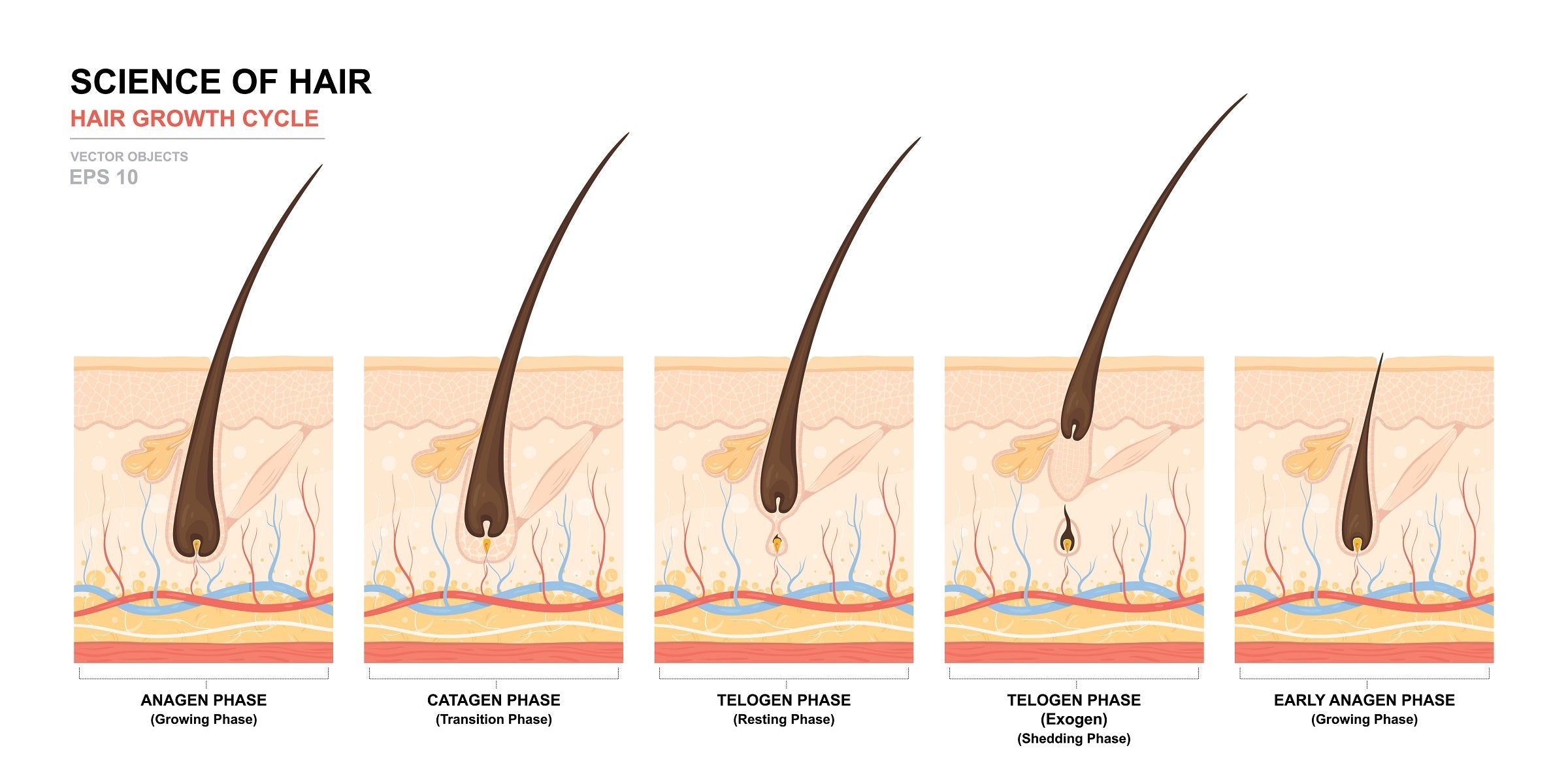Stages Of Hair Growth